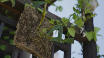 大美茶榕村，想与你来一场完美邂逅